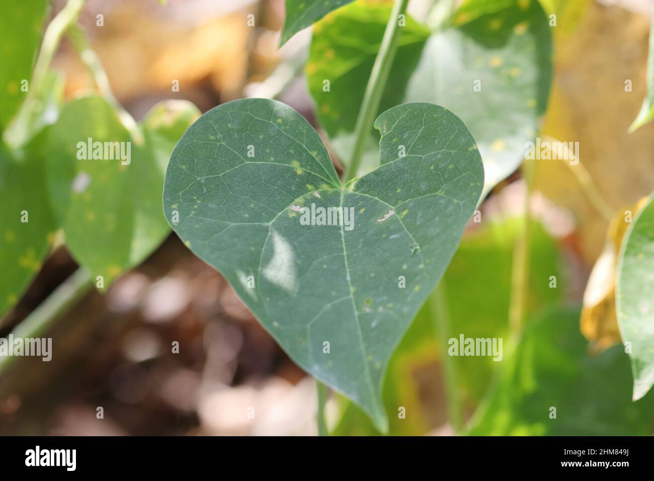Close-up photo of Heart shaped green colored giloy leaf on a vine Stock Photo