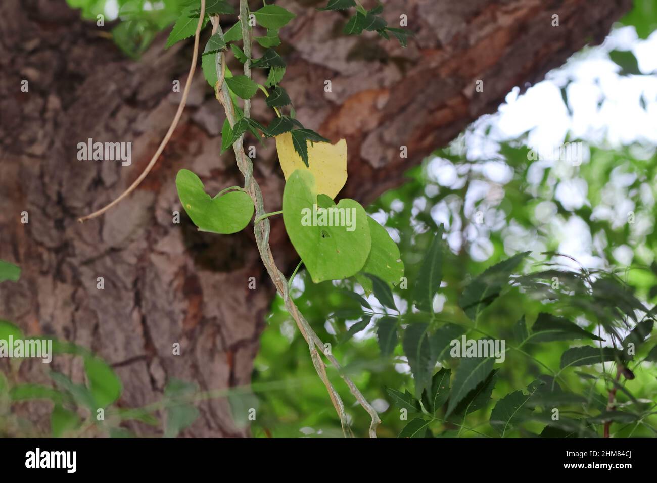 Close-up photo of fresh green heart shaped leaves Giloy vine climbing on a neem tree Stock Photo