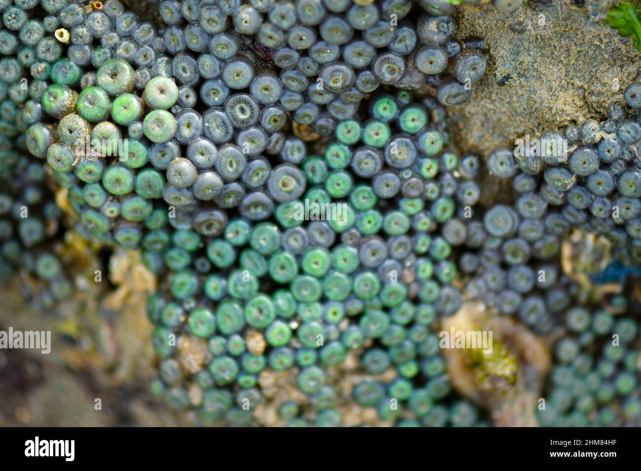 Sea creatures form patterns on seabeds. Stock Photo