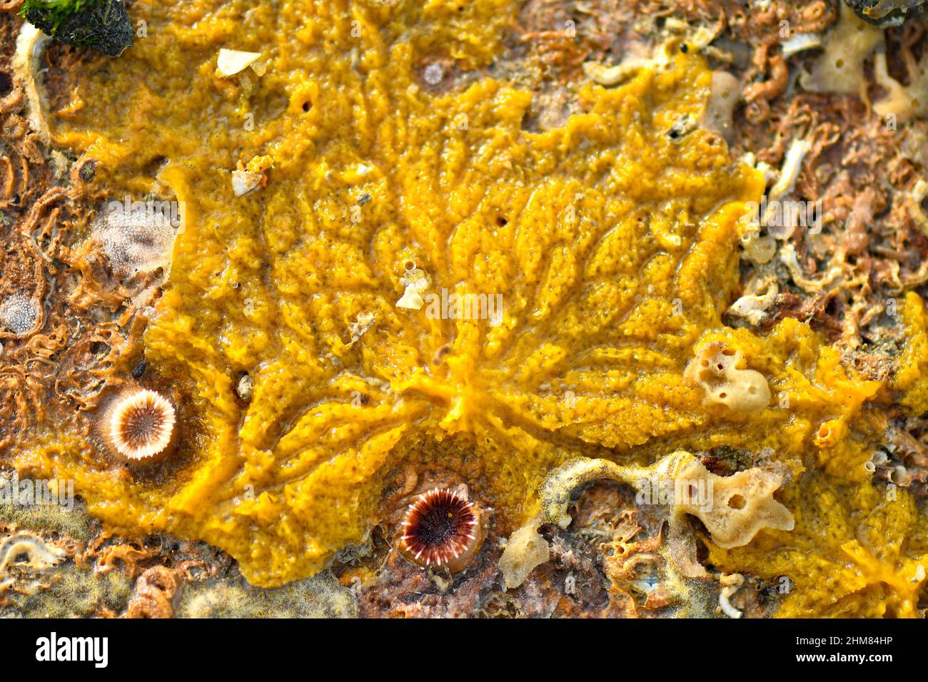 Sea creatures form patterns on seabeds. Stock Photo