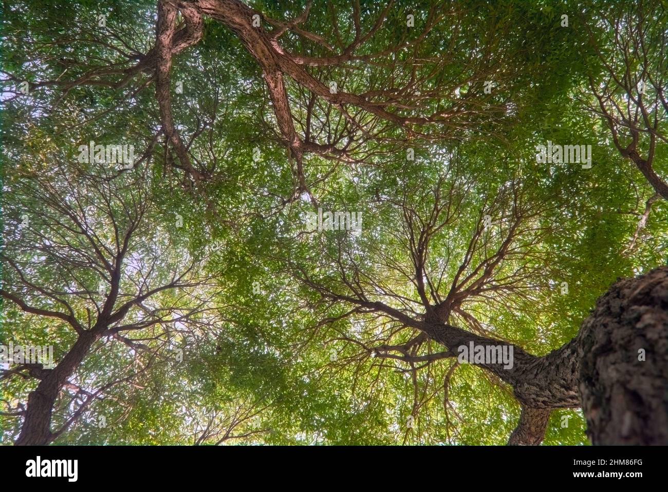 Branches of trees in the view from below into the sky. Bottom view ...