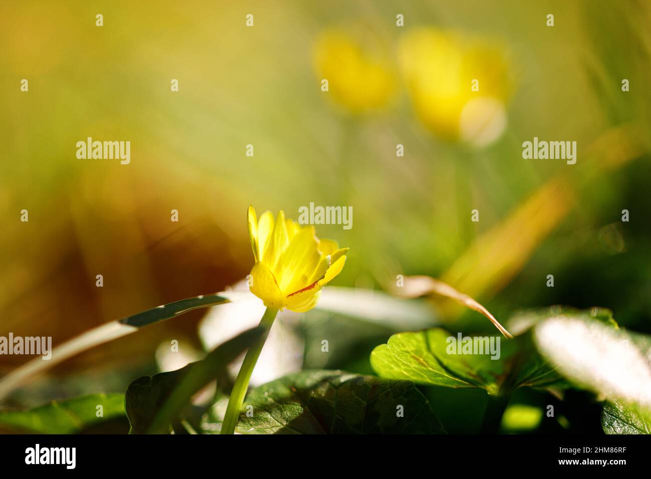 Portrait of a single flower. Spring background. background of flower. Stock Photo
