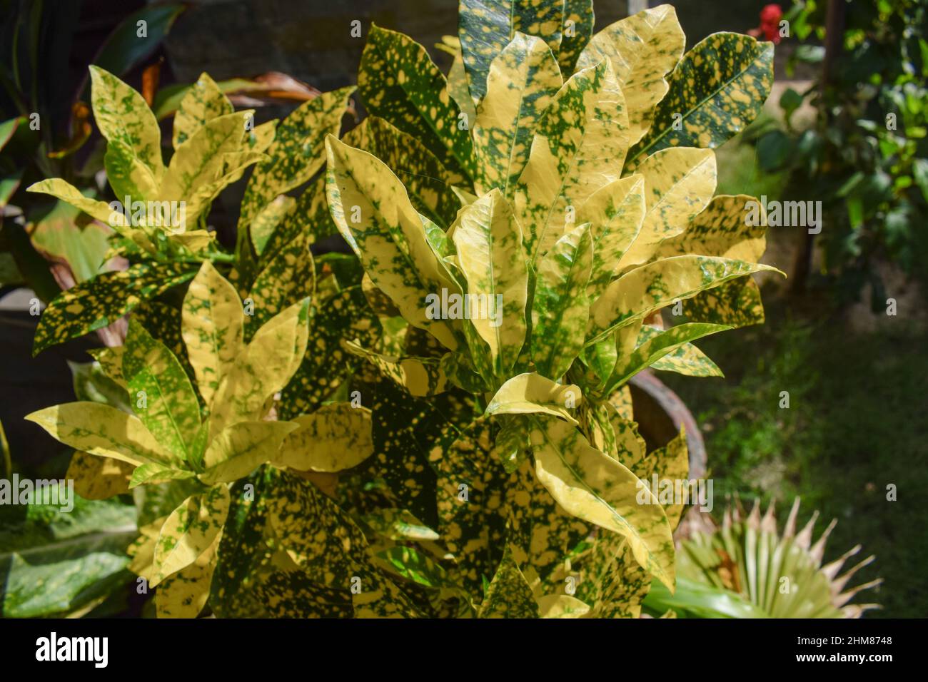 Yellow croton plant potted in pot in house garden. Variegated crotons