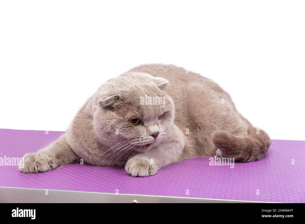 Impressive gray adult British Shorthair cat, laying down facing front. Looking with bright orange eyes straight to camera. Isolated on white backgroun Stock Photo