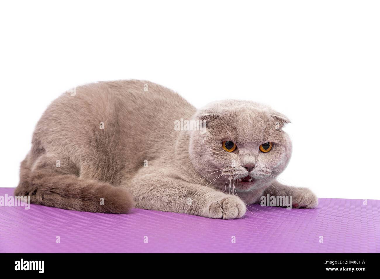 Dense Coat Hi Res Stock Photography And Images Alamy