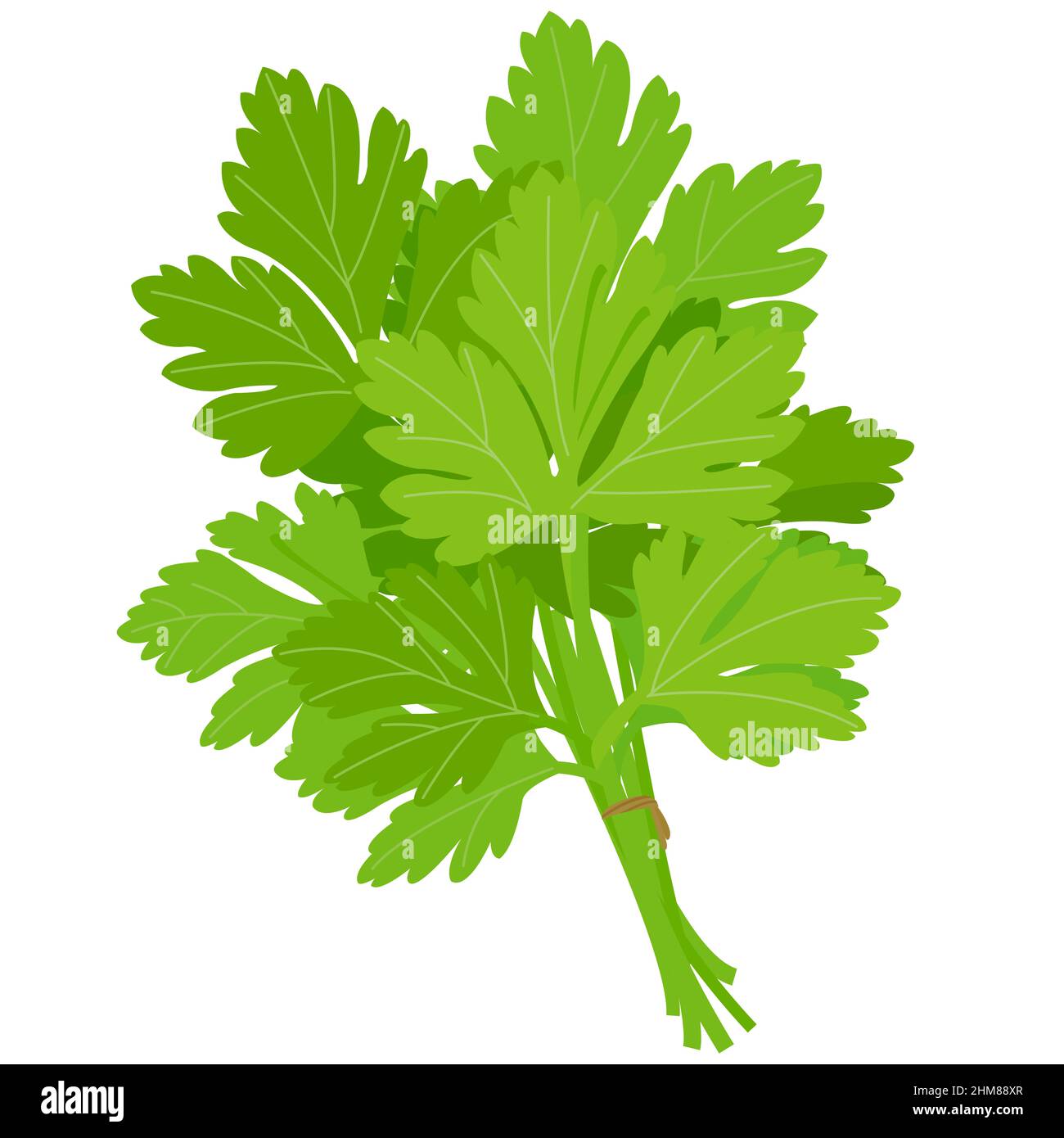 Cilantro Clipart
