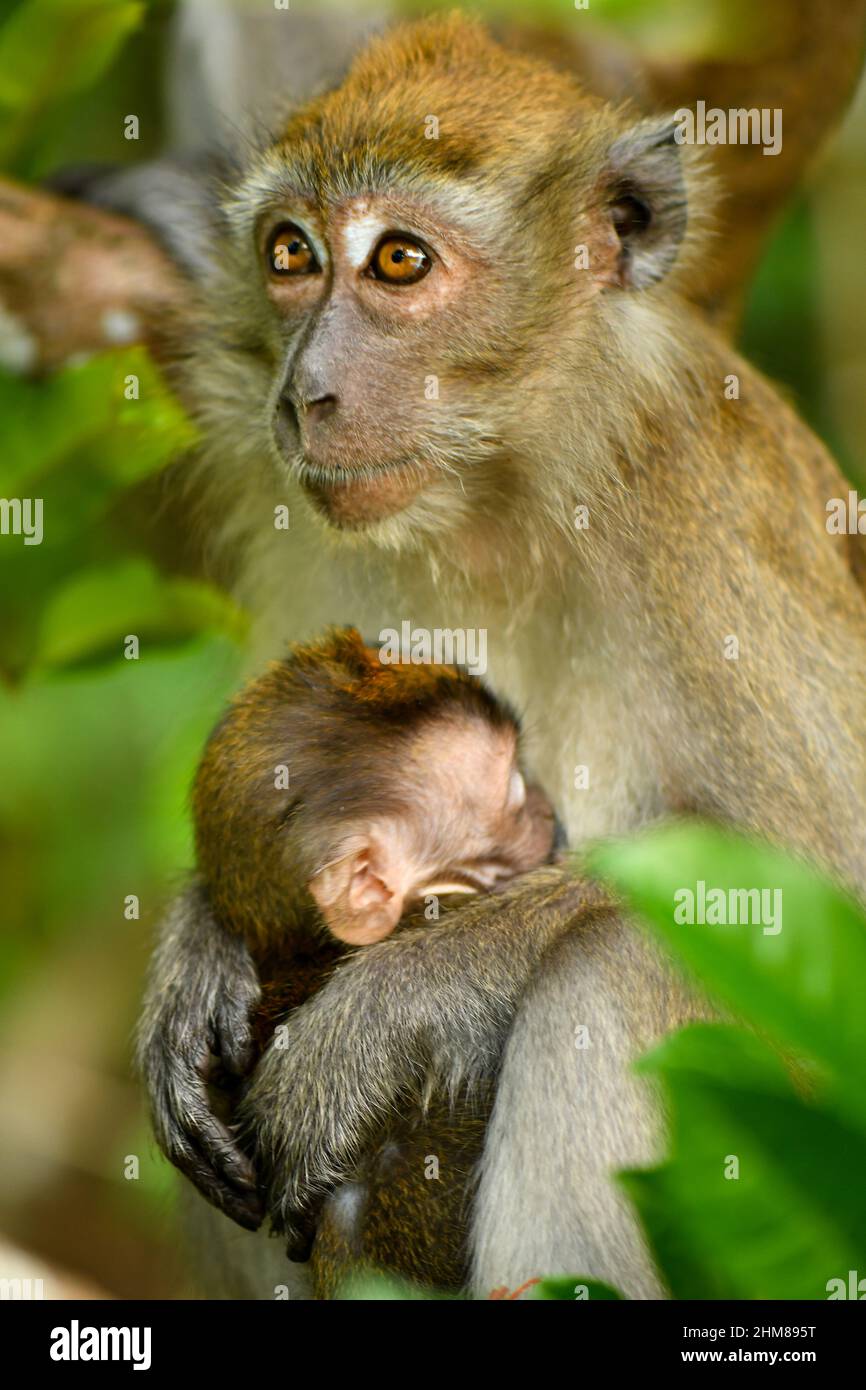 long tailed macaque playing on trees Stock Photo