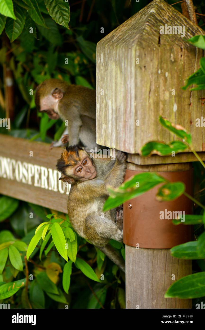 long tailed macaque playing on trees Stock Photo