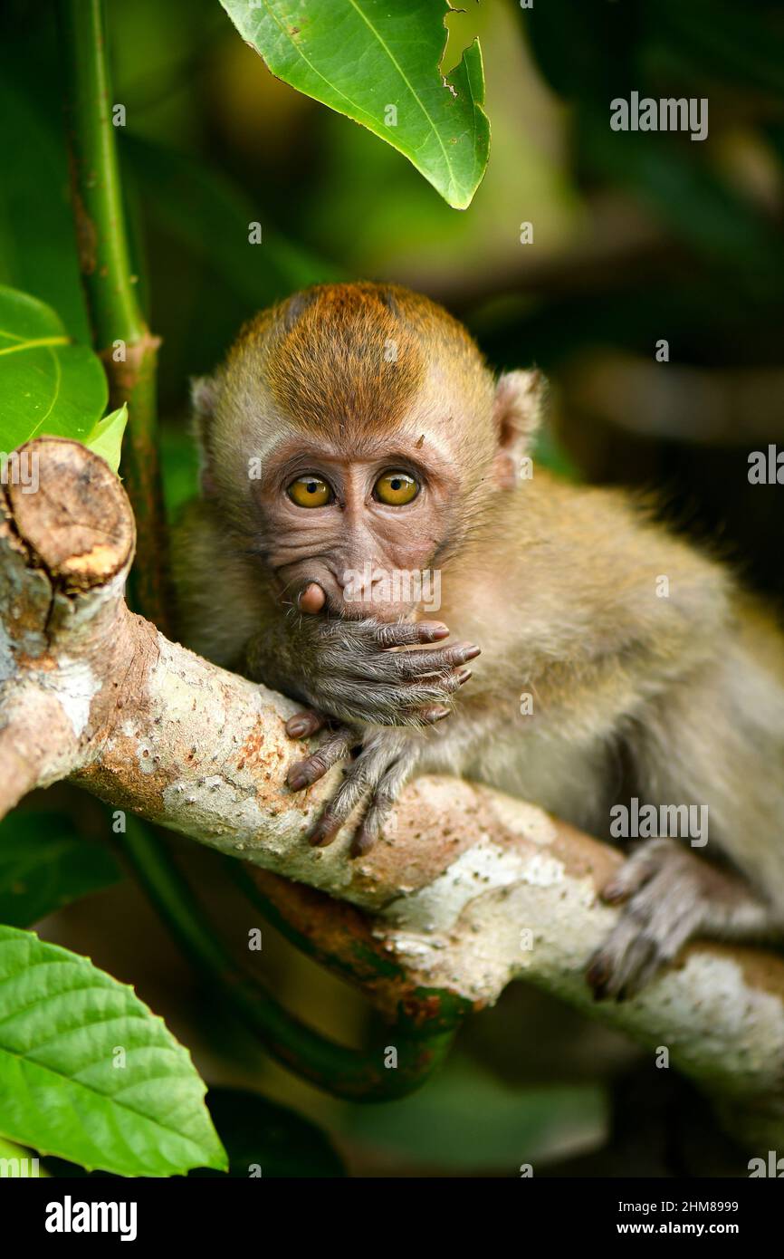 long tailed macaque playing on trees Stock Photo