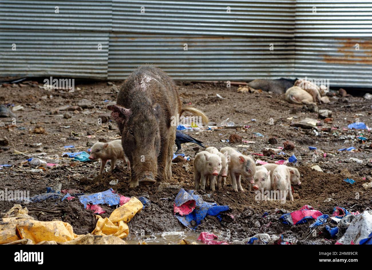 A family of pigs eating food in garbage Stock Photo Alamy