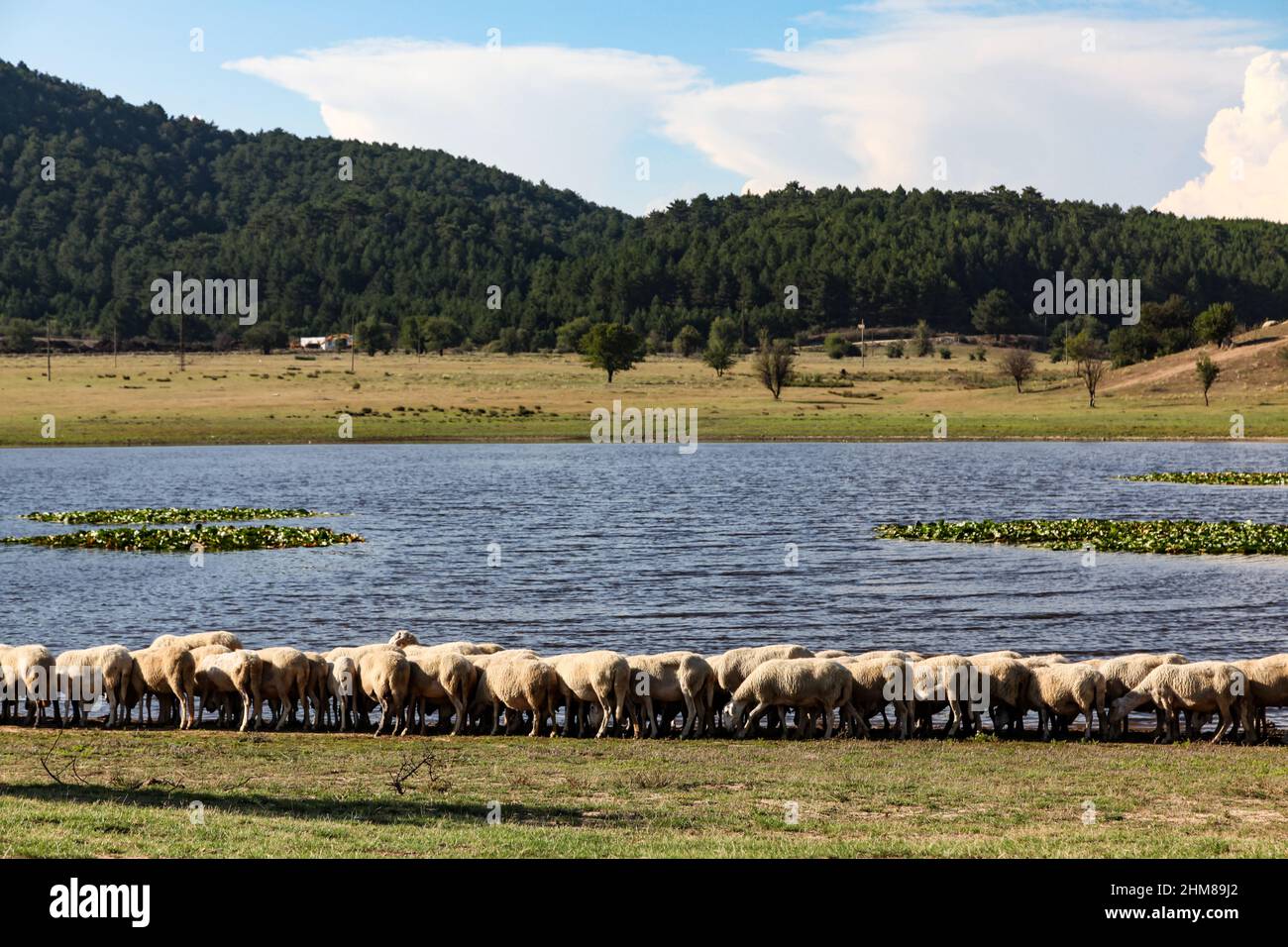 Lake plateau with herd in the foreground, known as Suleymanli Lake, Buldan, Denizli, Turkey Stock Photo