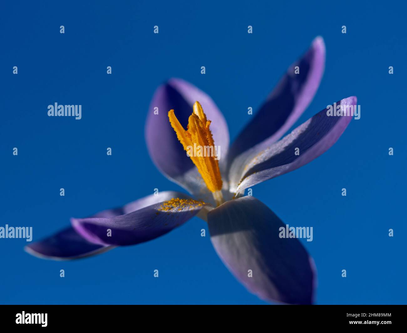 Single spring flowering crocus hi-res stock photography and images - Alamy