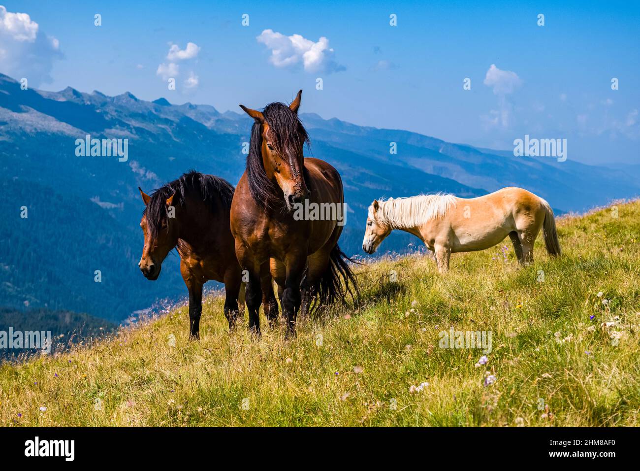 One Haflinger and two Arabian horses, grazing in the pastures above Valles Pass. Stock Photo
