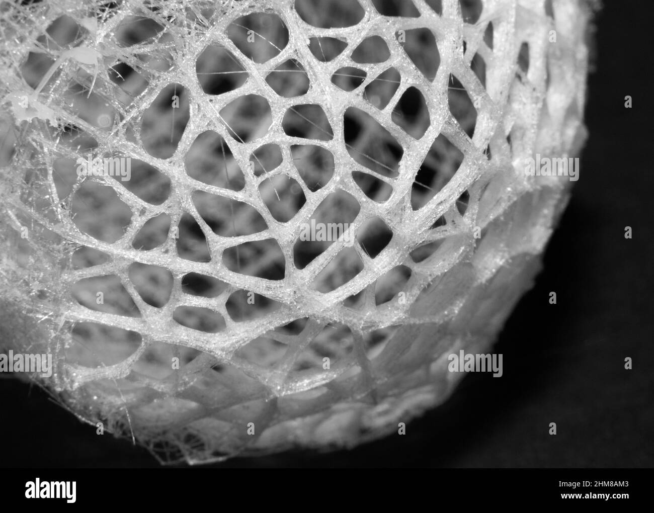 The Glass Sponge extracts silicic acid from seawater and spins a delicate lattice of  siliceous spicule fibres to construct a delicate support frame. Stock Photo