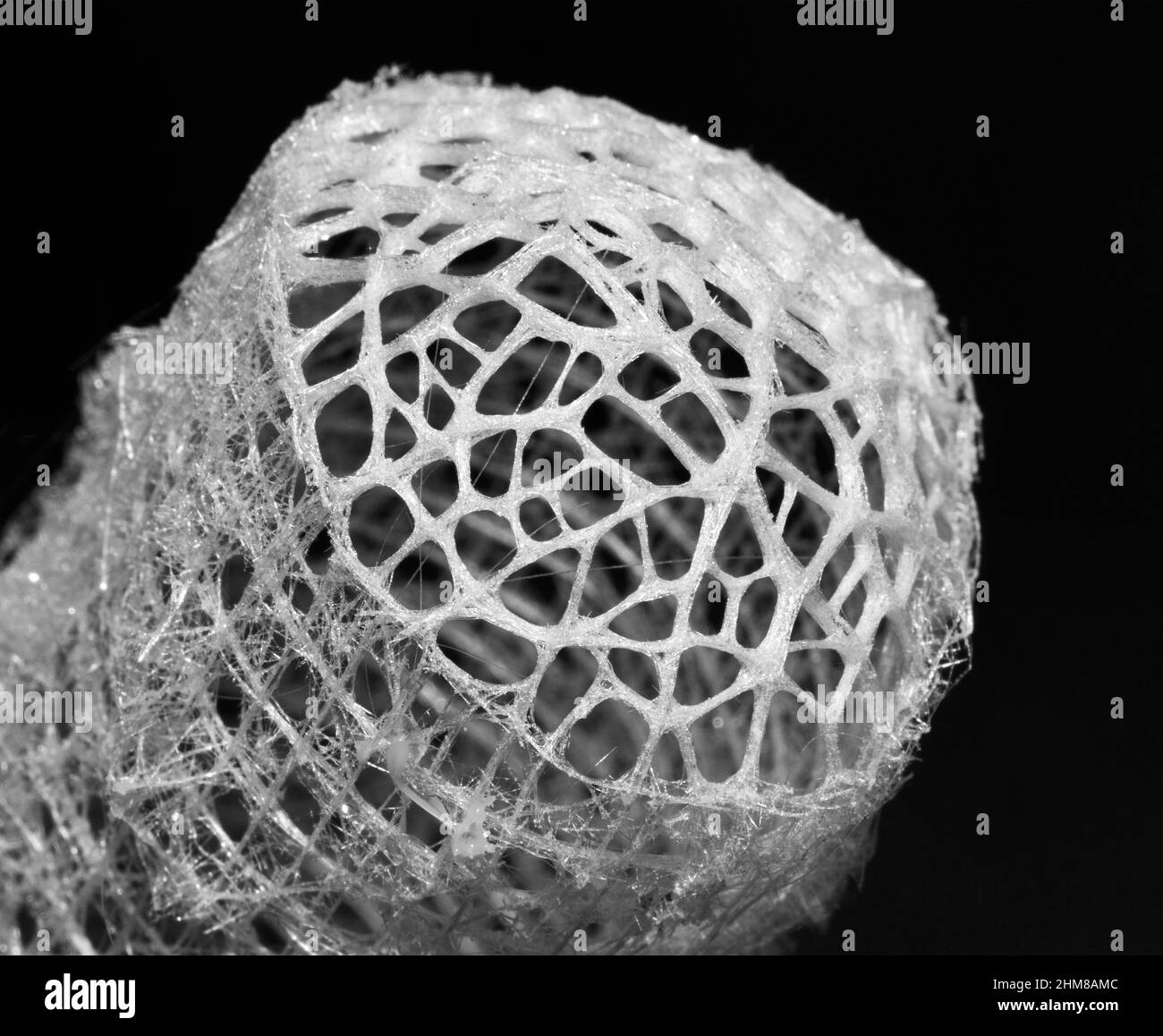 The Glass sponge extracts silicic acid from seawater and spins a delicate lattice of  siliceous spicule fibres to construct a delicate support frame. Stock Photo