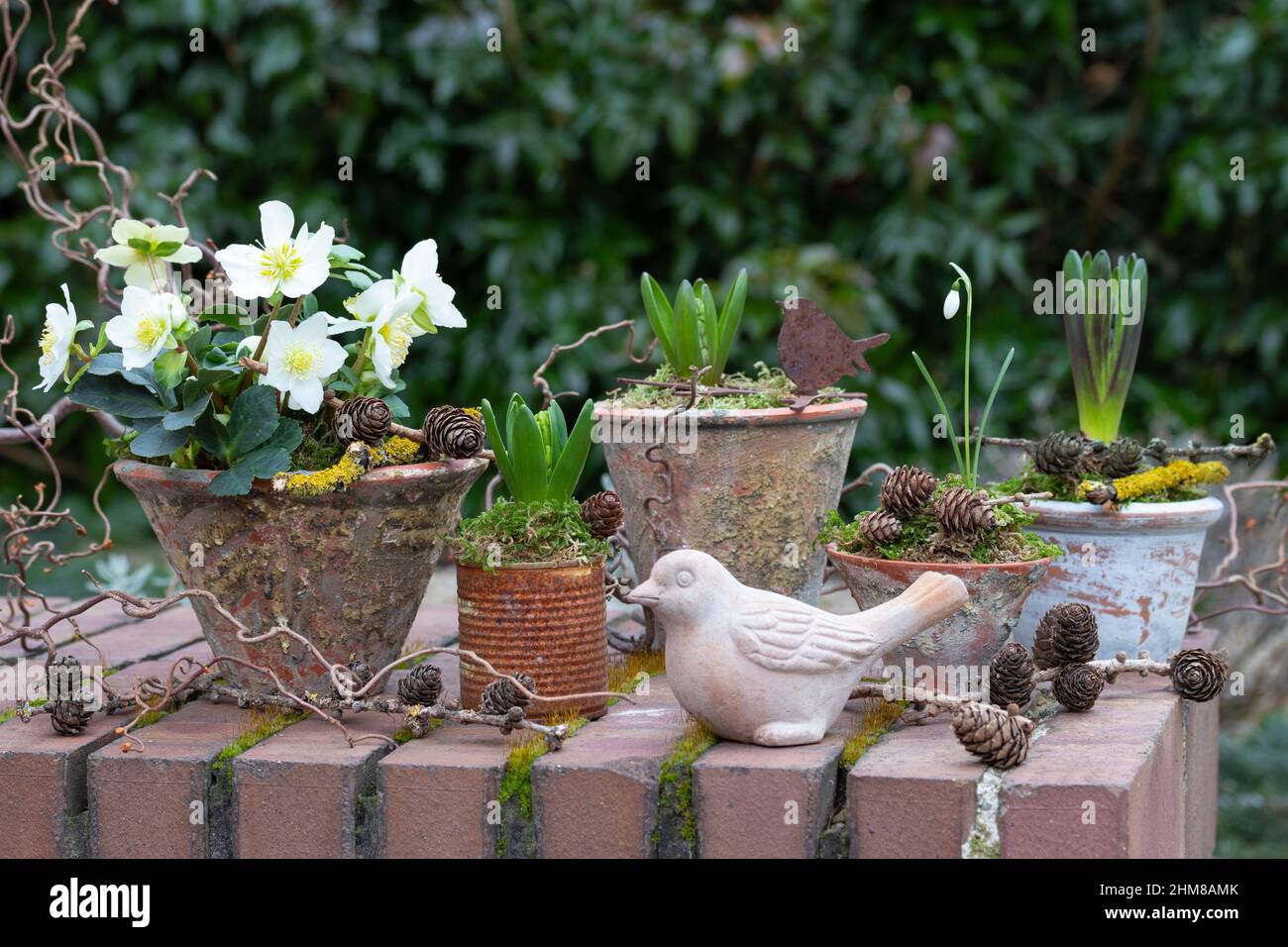 helleborus niger, hyacinths and snowdrop in vintage terracotta pots in garden Stock Photo