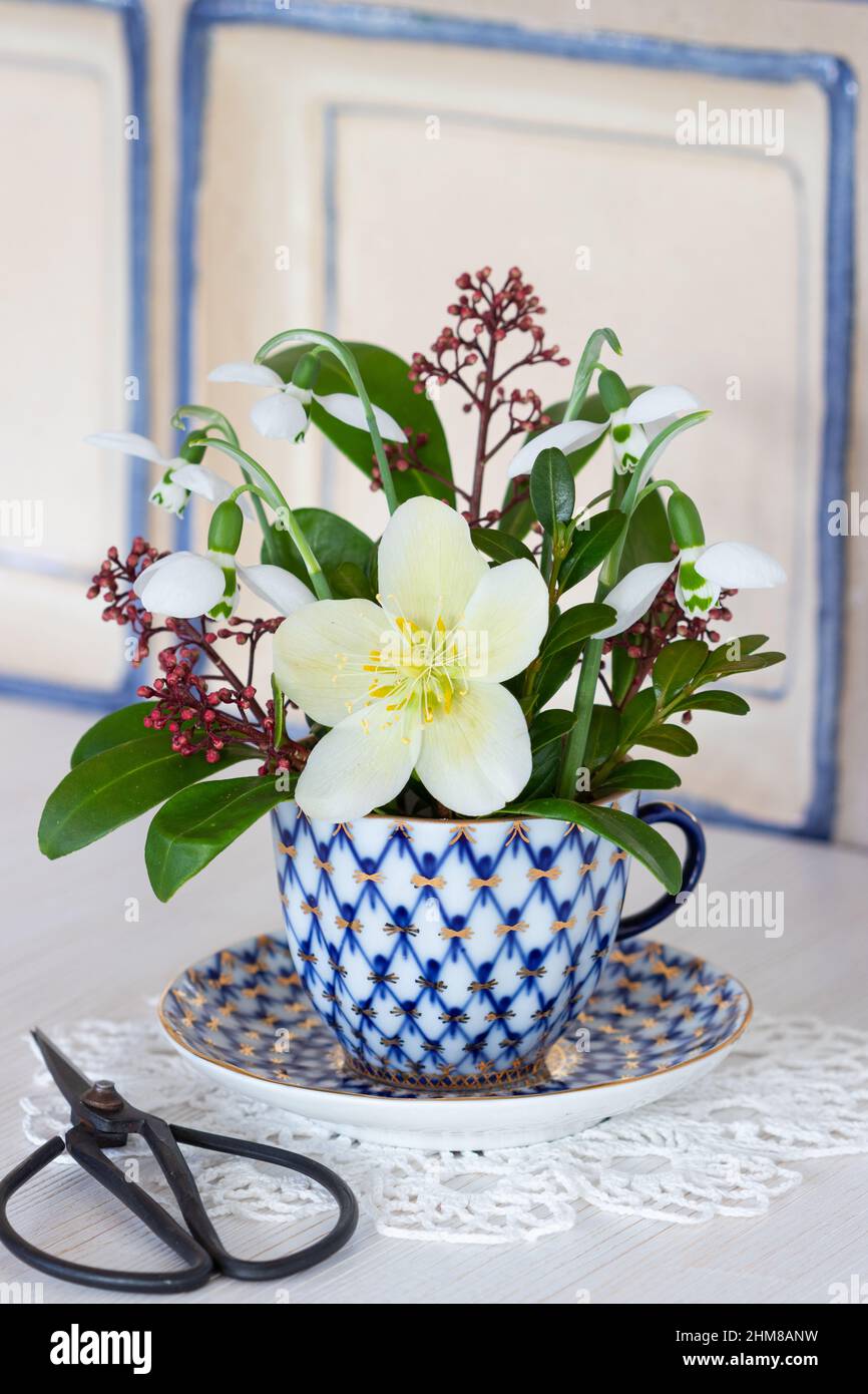 bouquet of helleborus niger, snowdrops and skimmia japonica in vintage coffee cup Stock Photo