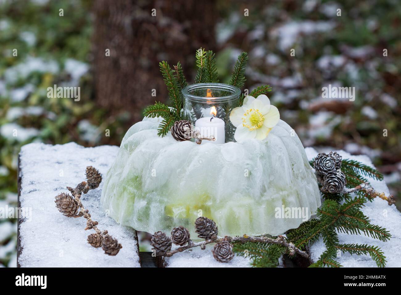 winter decoration with ice lantern, helleborus niger flower and larch cones Stock Photo