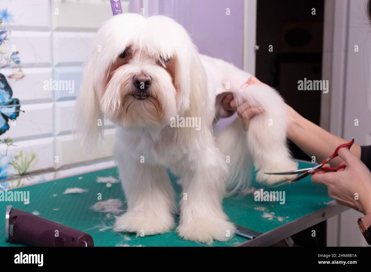 Professional groomer takes care of Maltese lapdog in animal beauty salon. Grooming salon worker cuts hair on white decorative toy dog paw in close up. Stock Photo