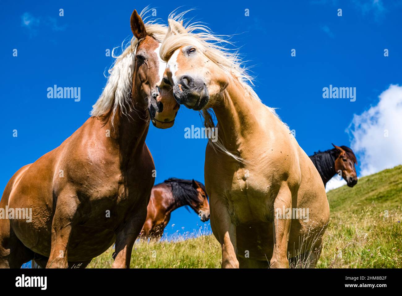 Two Haflinger and two Arabian horses, grazing in the pastures above Valles Pass. Stock Photo