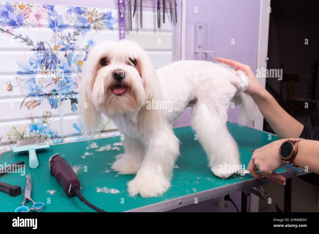 Professional groomer takes care of Maltese lapdog in animal beauty salon. Grooming salon worker cuts hair on white decorative toy dog paw in close up. Stock Photo