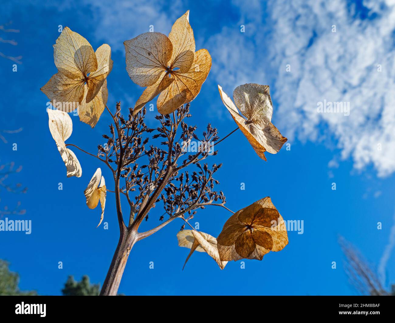 Dead Hydrangea Flower Skeletons February against a blue sky Stock Photo