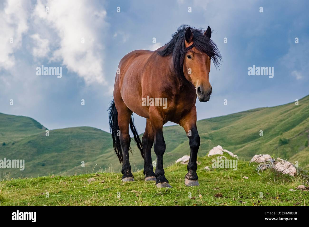 An Arabian horse is grazing in the pastures above Valles Pass, storm clouds building up. Stock Photo