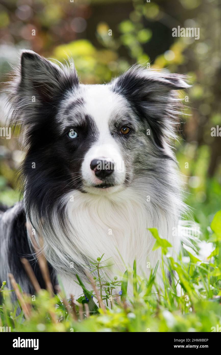 Border collie dog in a spring meadow Stock Photo
