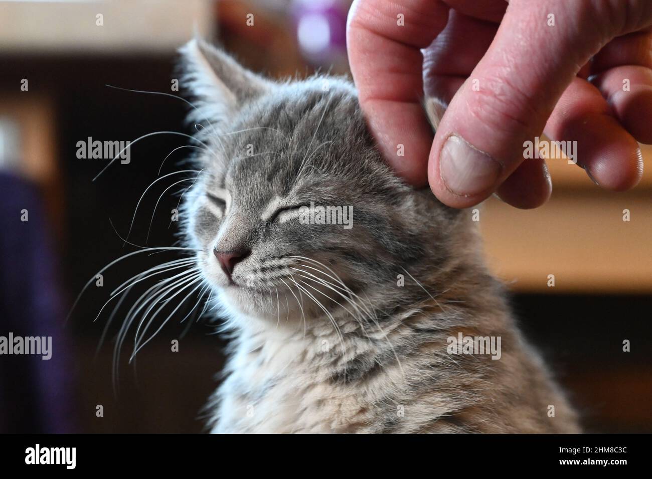 A cute tabby kitten having their ear stroked Stock Photo