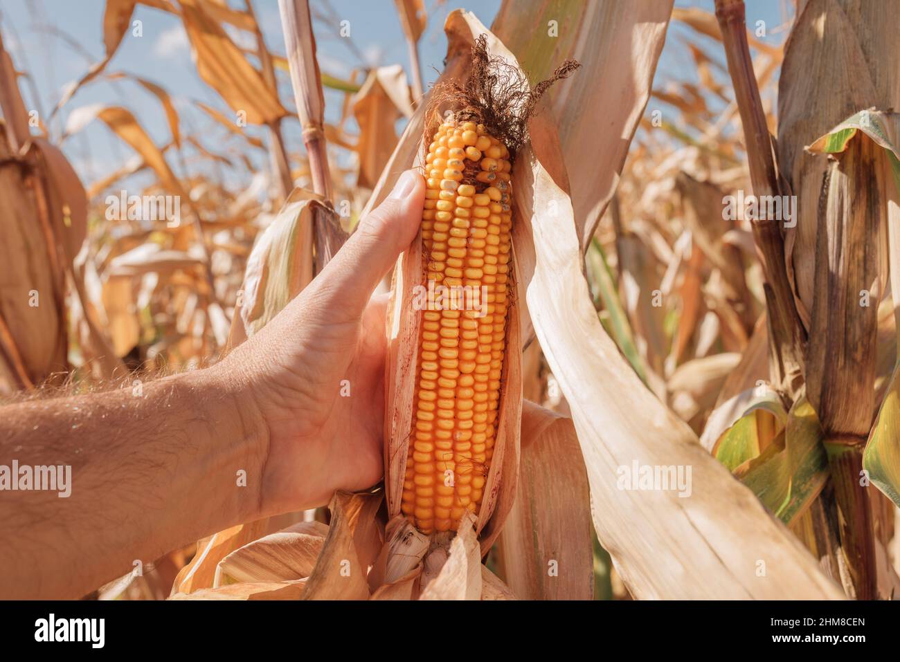 Corn plant damage hi-res stock photography and images - Alamy