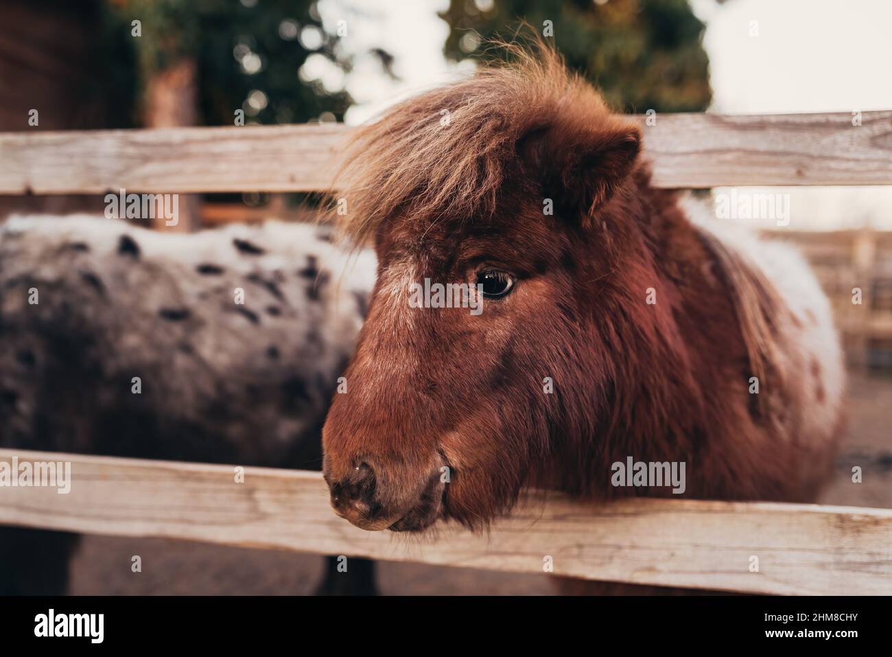 Shetland pony horses on the farm, closeup with selective focus Stock Photo