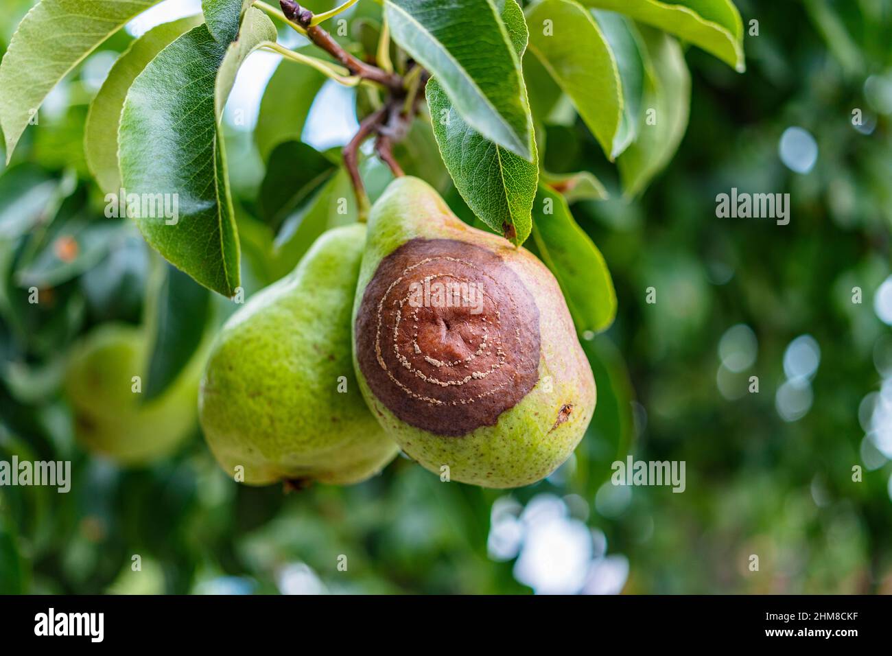 Парша на яблоне. Энтомоспориоз груши. Груша гниет на дереве чем обработать. Груша гниет на дереве чем обработать. Груша гниет на дереве чем обработать.