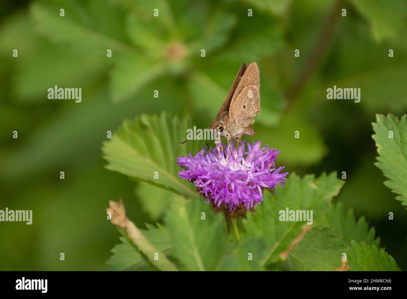 An Indian Palm Bob (Suastus gremius) butterfly feeding on a a small purple flower in the garden in Mangalore, India. Stock Photo
