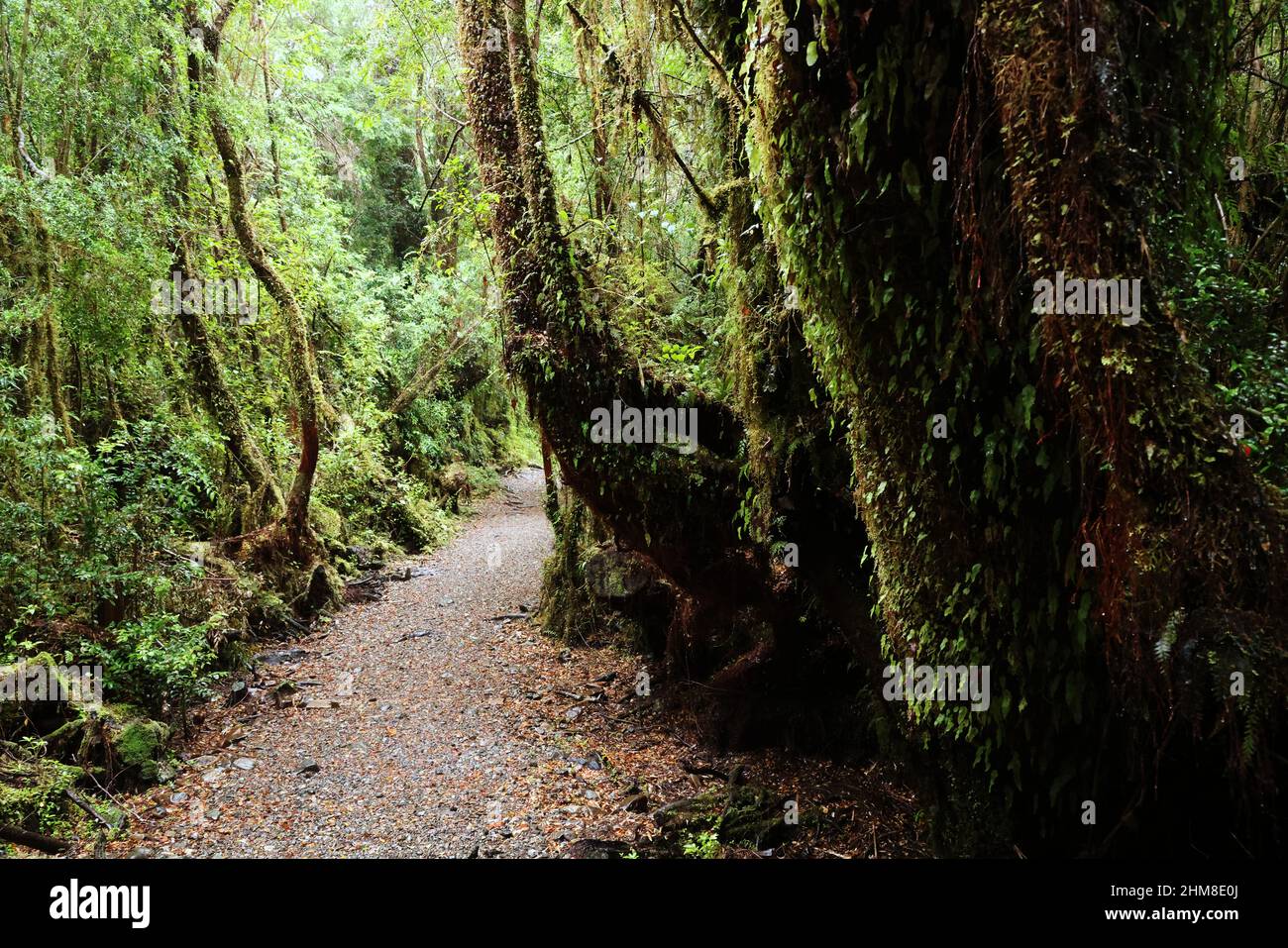 The Forest Of The Alerce Andino National Park Chile Stock Photo Alamy