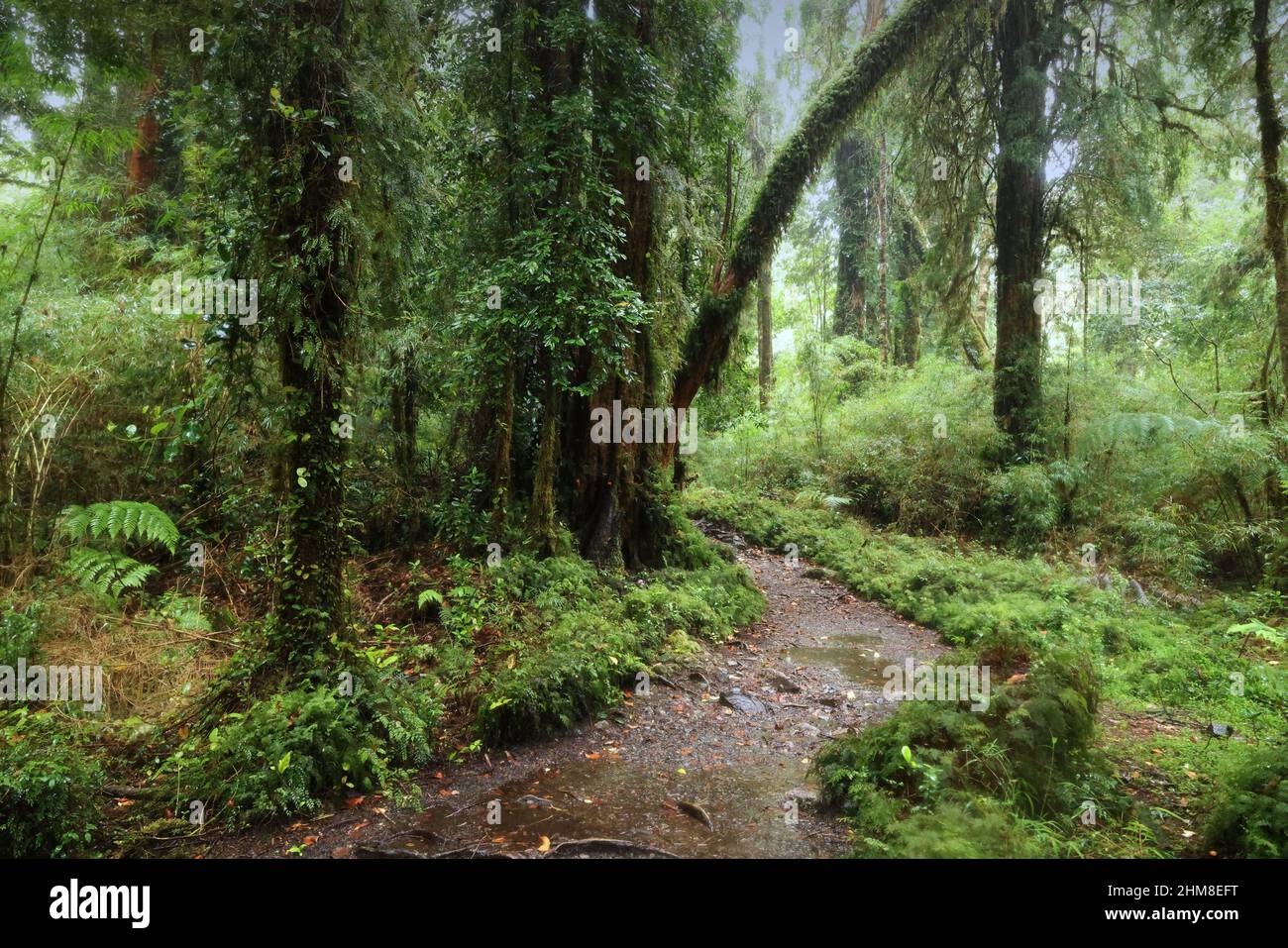 The Forest Of The Alerce Andino National Park Chile Stock Photo Alamy the-forest-of-the-alerce-andino-national-park-chile-stock-photo-alamy