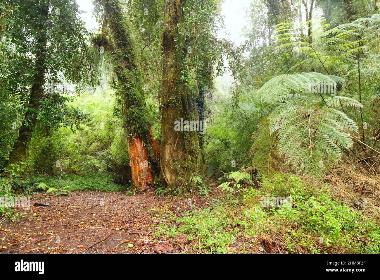 The forest of the Alerce Andino National Park, Chile Stock Photo