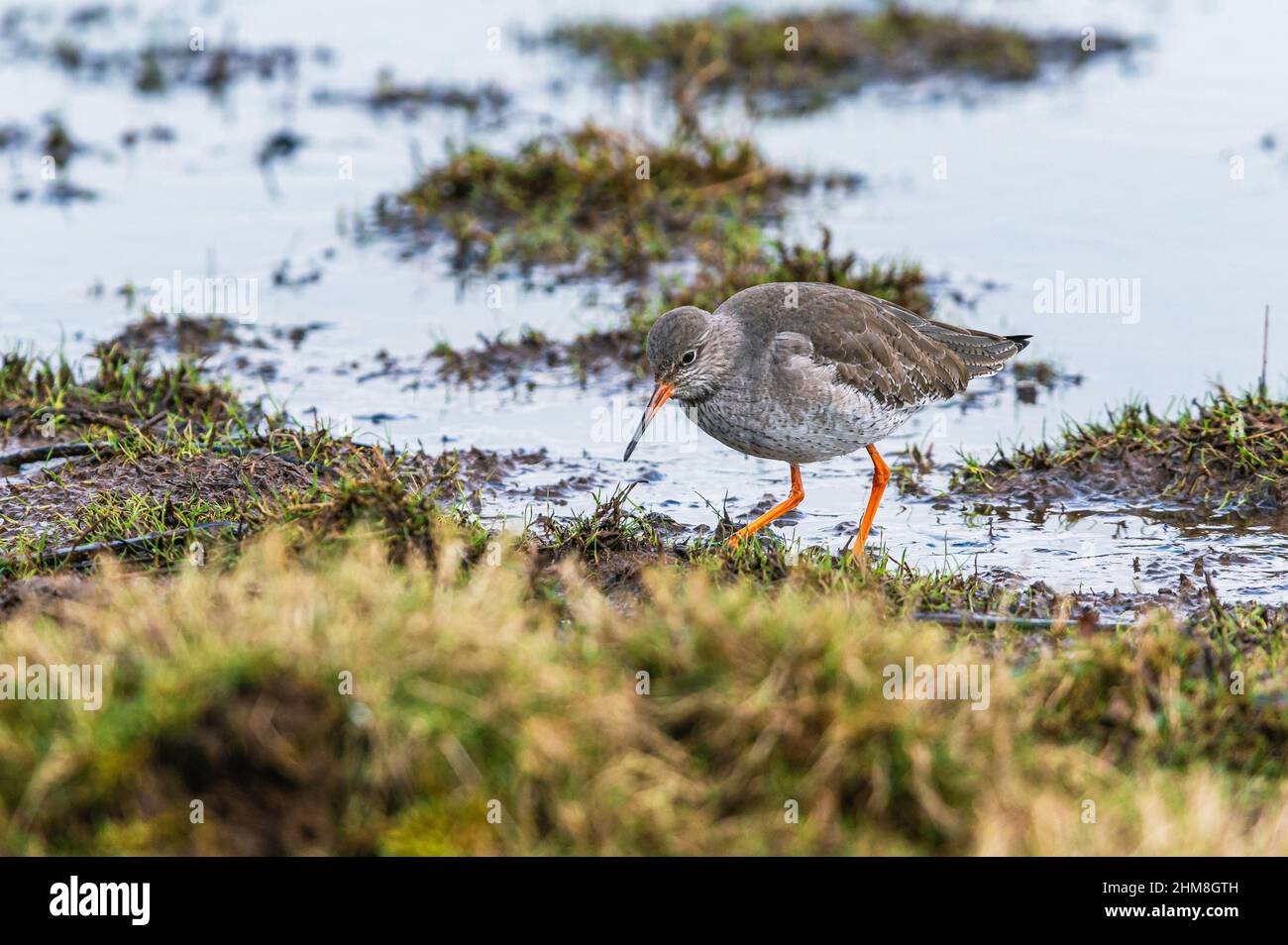 Common Redshank, Tringa totanus in habitat Stock Photo - Alamy
