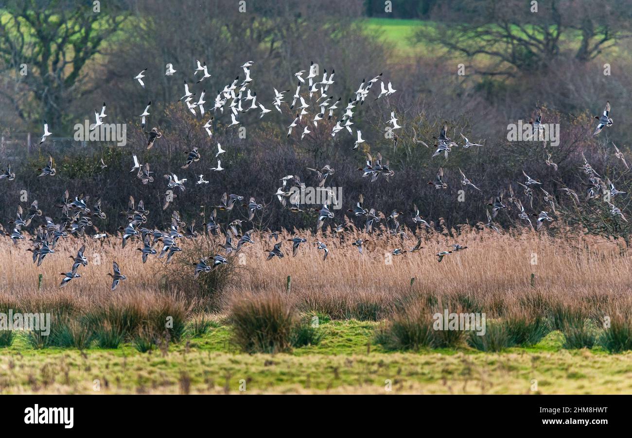 Pied Avocets and Euroasian Wigeons in a flight over Marshland Stock Photo