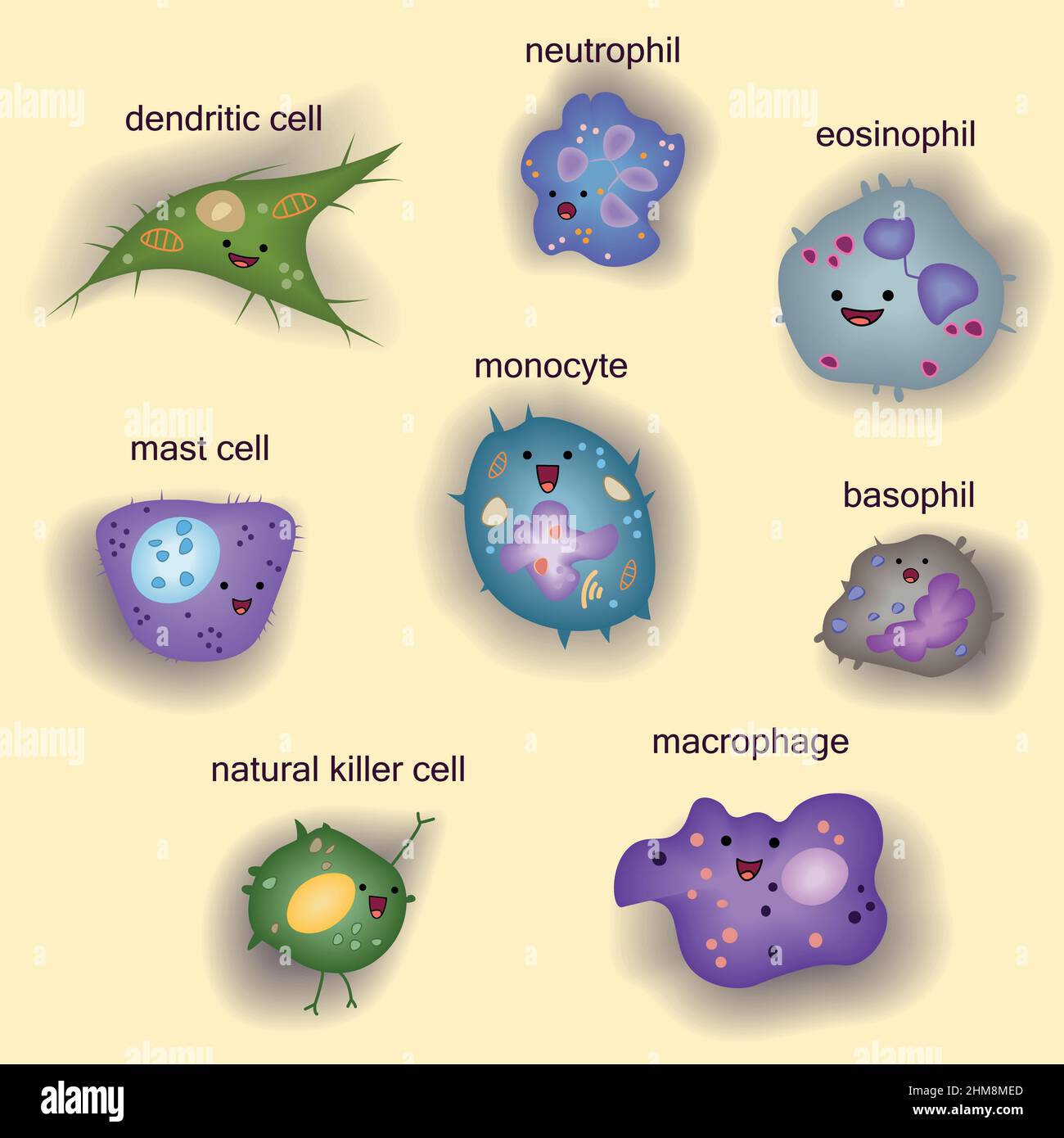 Set of innate immune system cells, cartoon cute funny vector illustration Stock Vector Image & Art - Alamy Set of innate immune system cells, cartoon cute funny vector illustration Stock Vector Image & Art - Alamy