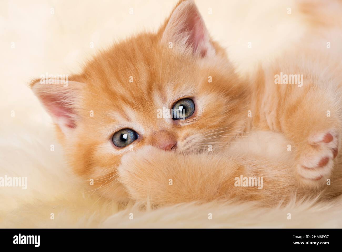 Cute red tabby kitten lying on a blanket Stock Photo