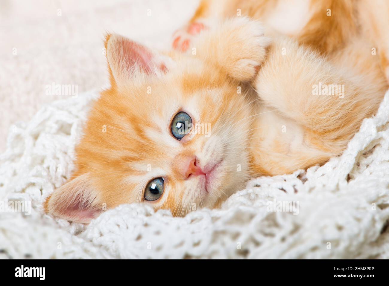 Cute red tabby kitten lying on a blanket Stock Photo