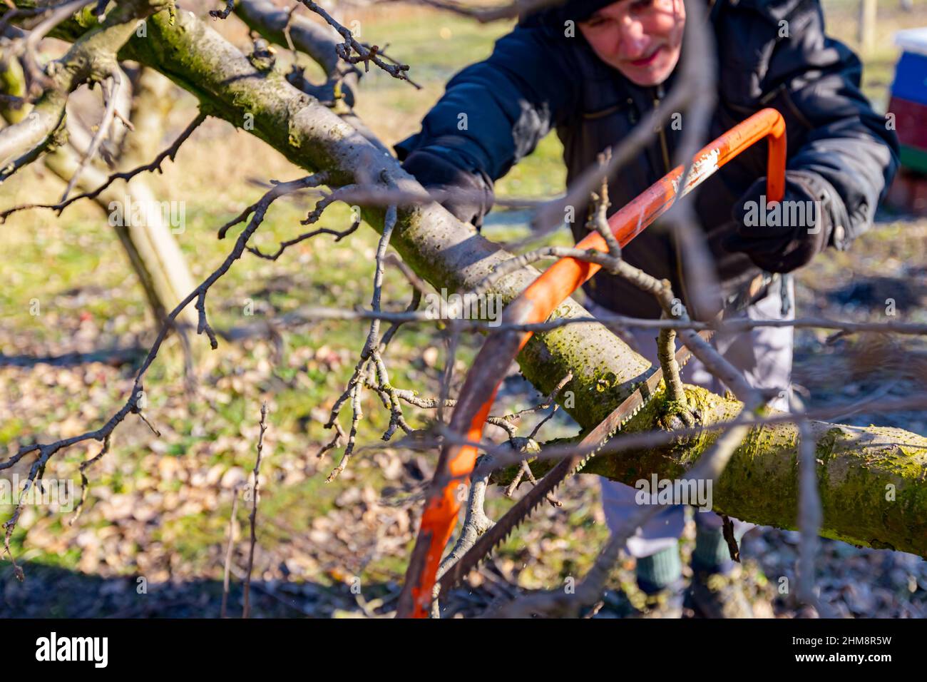 Elderly farmer, gardener is cutting strong branch of apple tree using bow saw in orchard at early springtime. Stock Photo