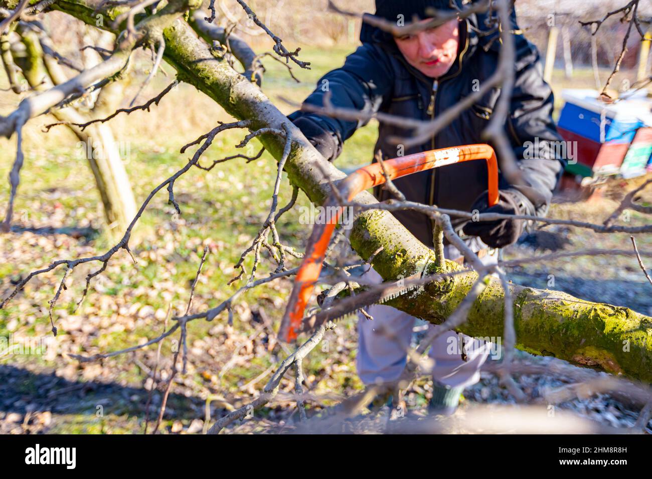 Elderly farmer, gardener is cutting strong branch of apple tree using bow saw in orchard at early springtime. Stock Photo