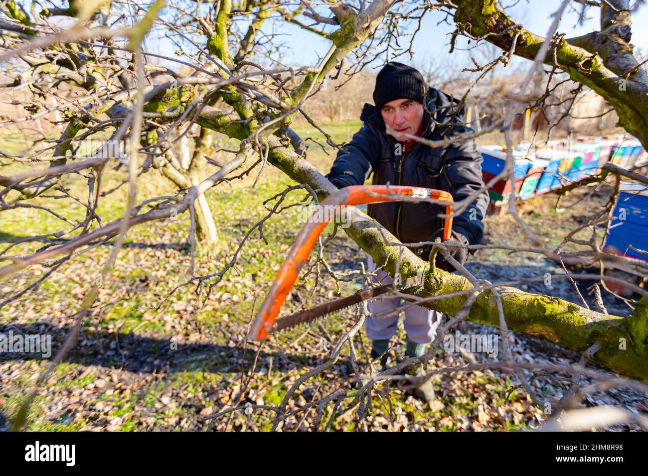Elderly farmer, gardener is cutting strong branch of apple tree using bow saw in orchard at early springtime. Stock Photo