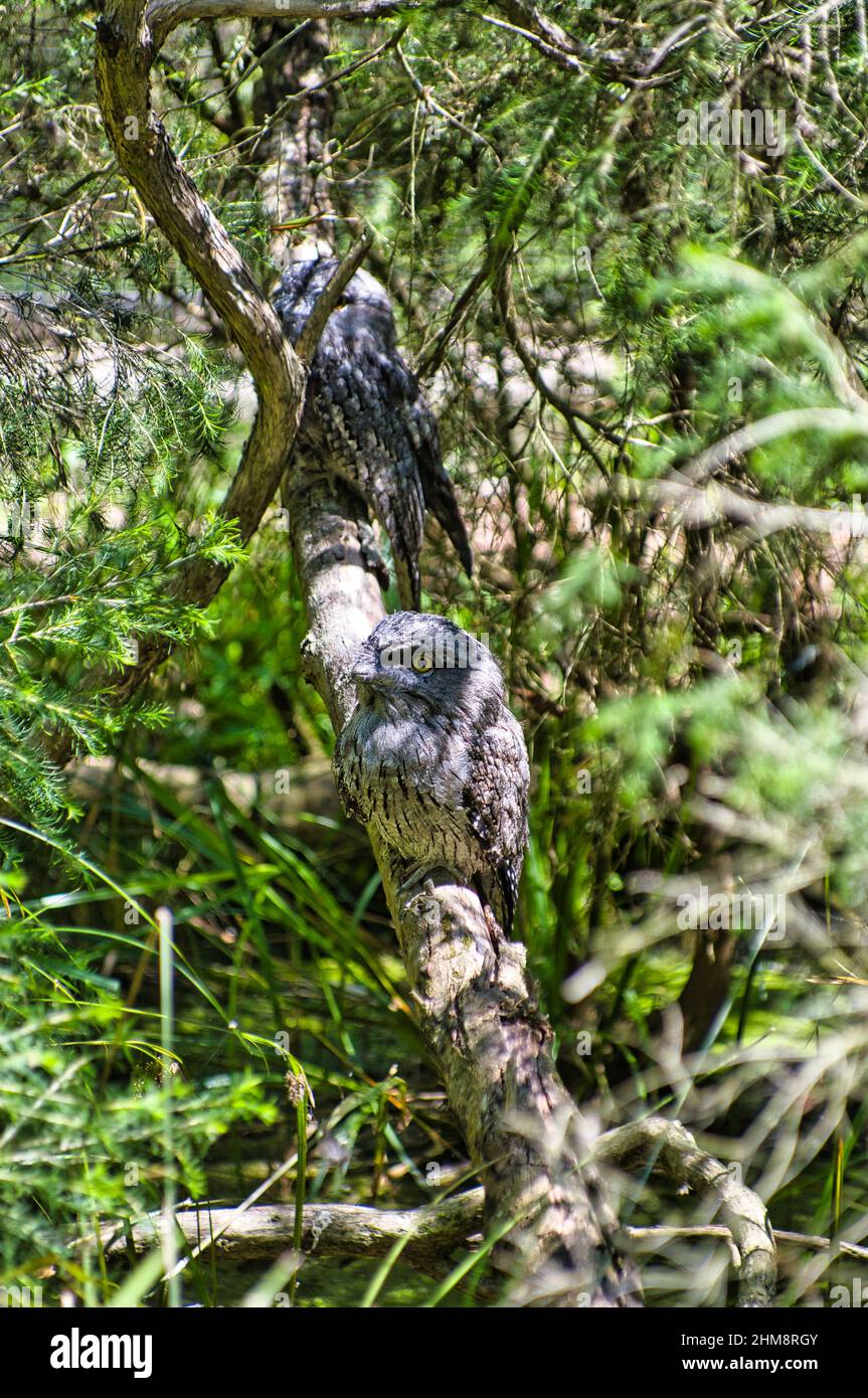 Tawny frogmouth (podagreus strigoides), also called Australian boobook. Camouflaged tawny frogmouths blend in with colour and texture of tree bark. Stock Photo