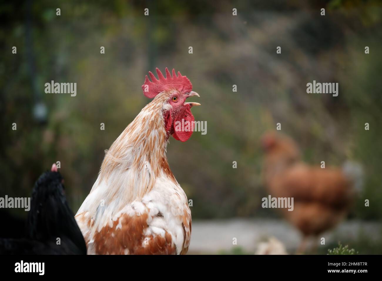 Gallo in un allevamento in Basilicata Stock Photo