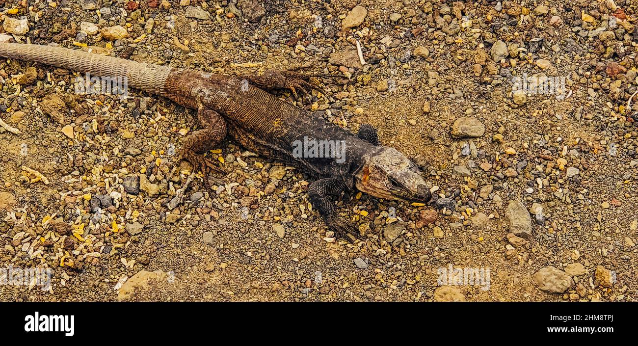 beautiful Gallotia stehlini resting in the sun Stock Photo
