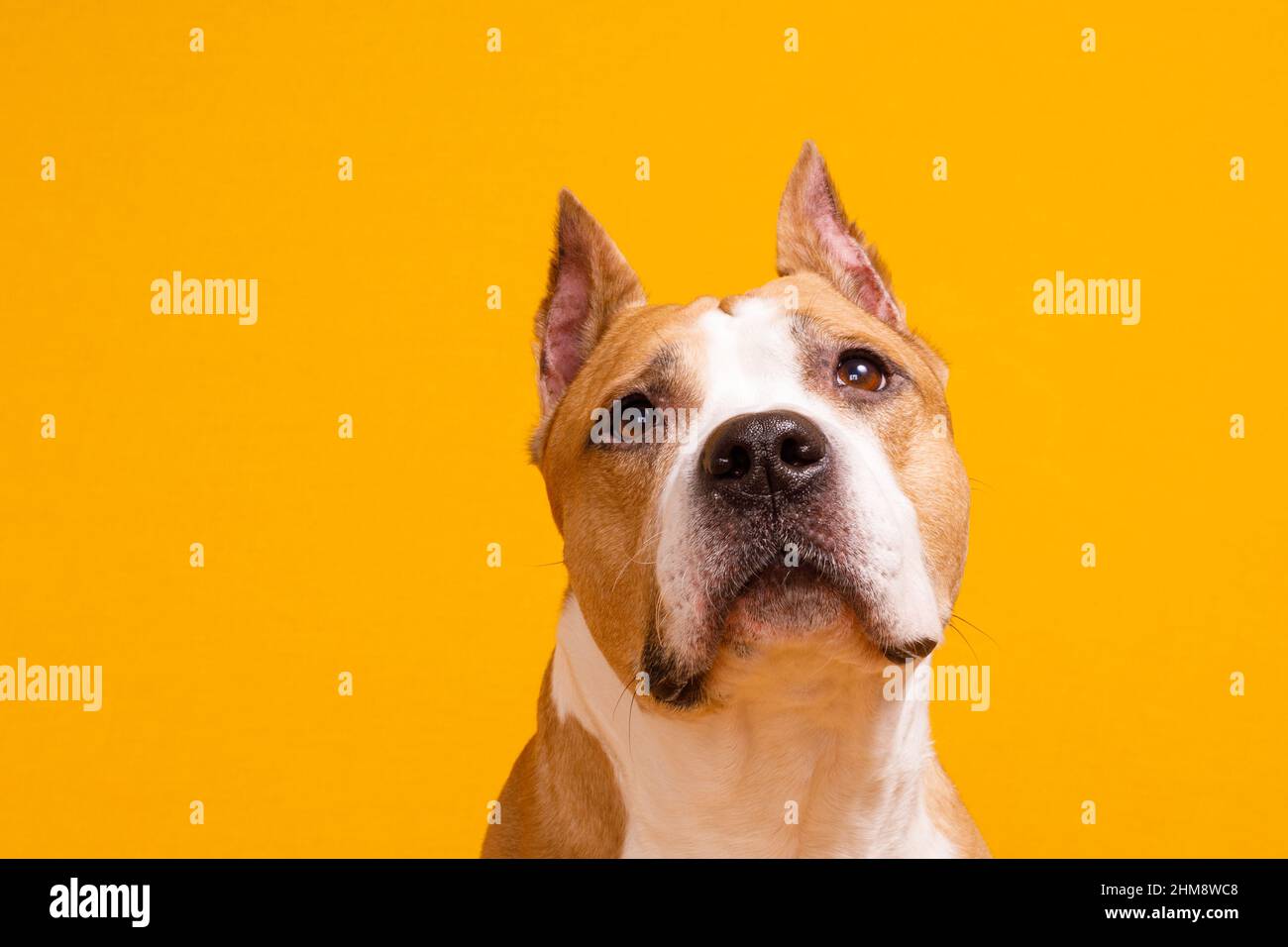 dog american staffordshire terrier looking up on yellow background. High quality photo Stock Photo