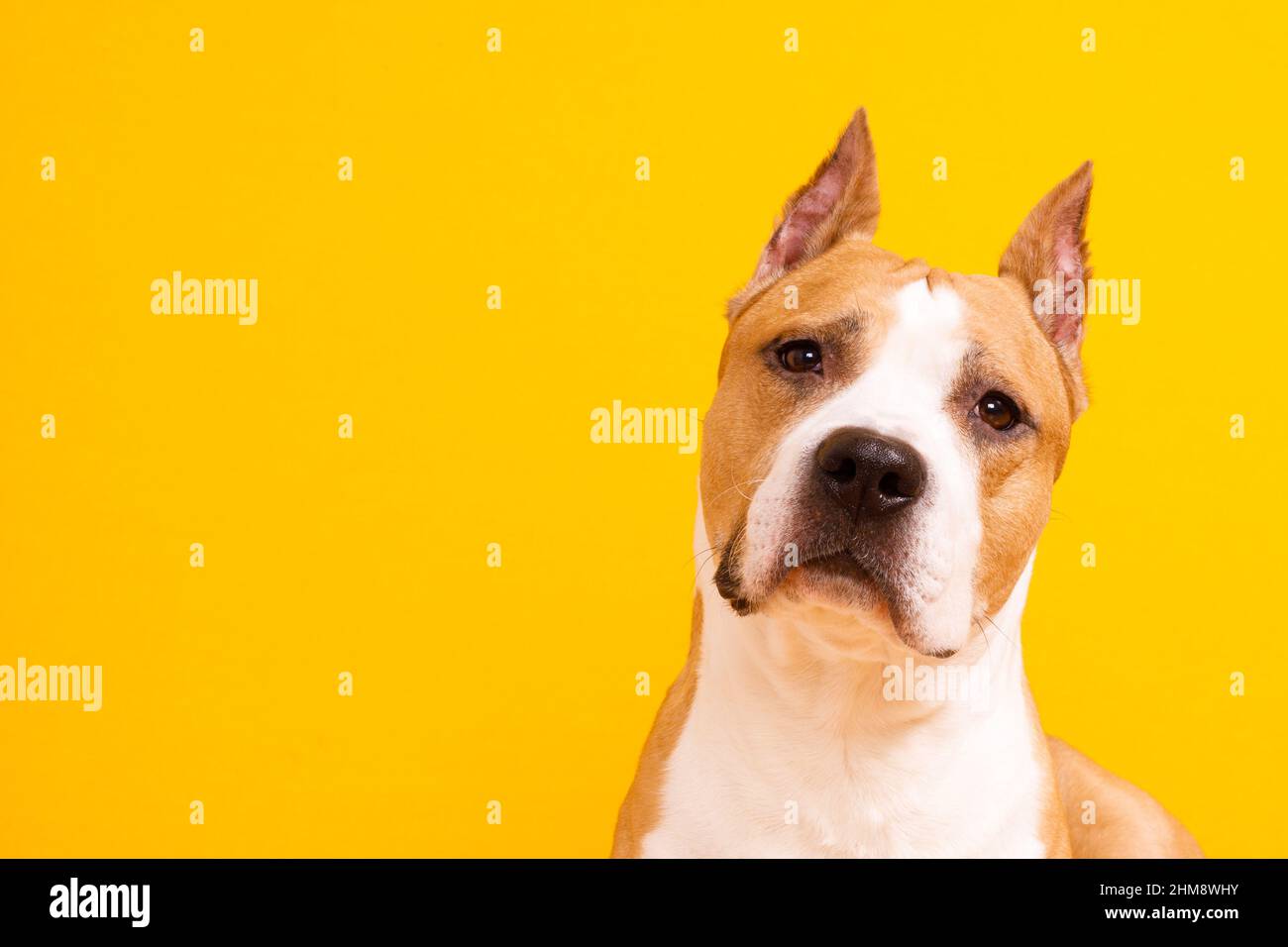 dog American Staffordshire Terrier tilted his head to one side on a yellow background. High quality photo Stock Photo