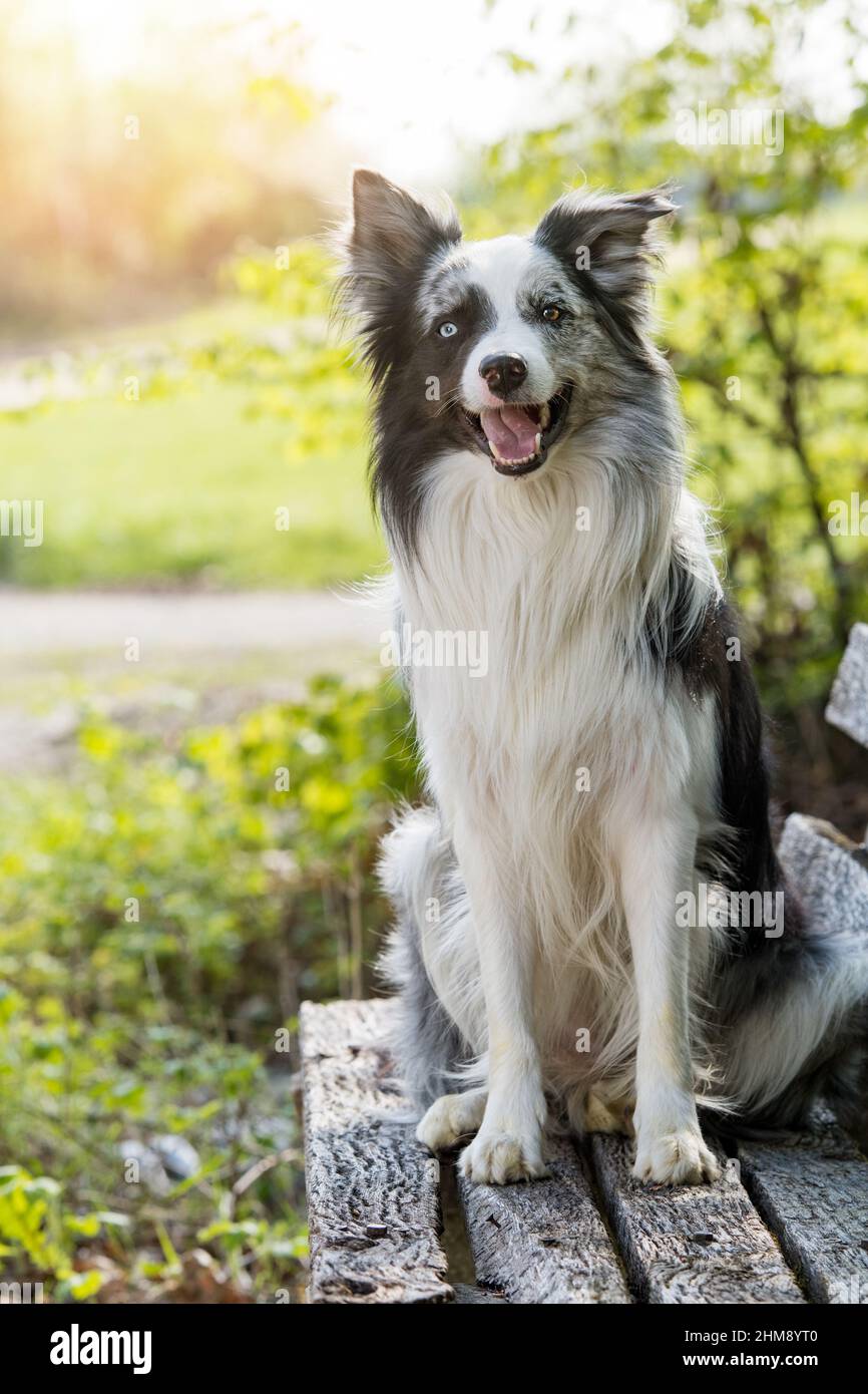 Border collie on a old wooden park bench Stock Photo - Alamy